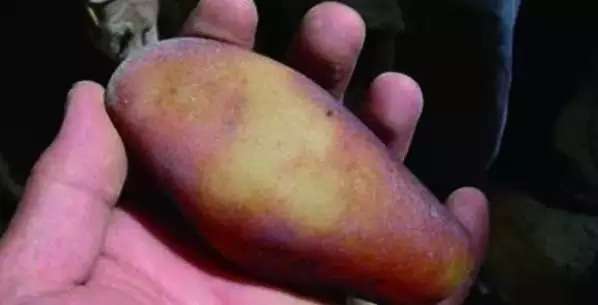 漲知識，玉也能騙人！照玉手電筒照出真相